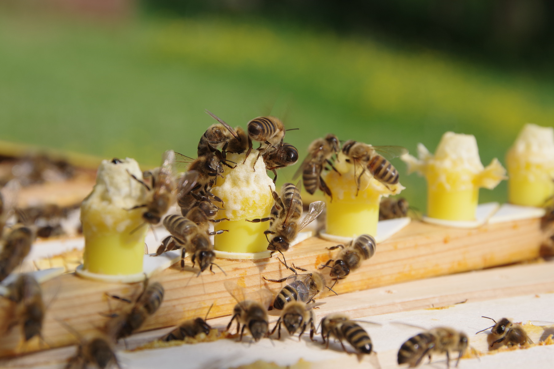 Včely na matečnících s mateří kašičkou